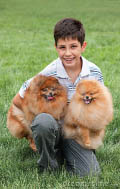 kid with dogs